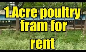 Legality of Poultry Farm Land in Pantai Labu Questioned as Sub-District Head Remains Silent